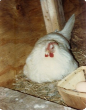 Chicken physical re-hab